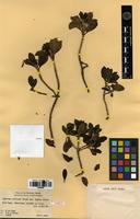 Type? of Coprosma ochracea W.R.B.Oliv. [family RUBIACEAE]