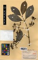 Isotype of Ixora greenwoodiana A.C.Sm. [family RUBIACEAE]