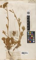 Type of Pyrethrum leucophyllum Boiss. & Hausskn. [family ASTERACEAE]