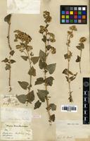 Isotype of Brickellia fendleri A.Gray [family ASTERACEAE]