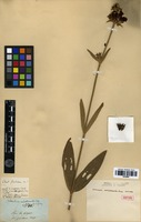 Isotype of Lasiandra melastomoides Naudin [family MELASTOMATACEAE]