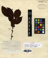 Isotype of Dalbergia championii Thwaites [family FABACEAE]
