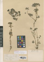 Syntype of Chrysosplenium alternifolium L. var. papillosum Franch. & Sav. [family SAXIFRAGACEAE]