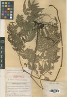 Isotype of Polystichum pseudoaristatum Tagawa [family PTERIDOPHYTA]