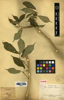 Type of Ficus capillipes Gagnep. [family MORACEAE]