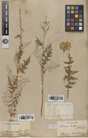 Type of Echinops dahuricus Fisch. ex DC. [family ASTERACEAE]