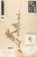 Type of Echinops kotschyi Boiss. [family ASTERACEAE]