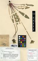 Isotype of Taraxacum irrigatum Kirschner & Stepanek [family ASTERACEAE]