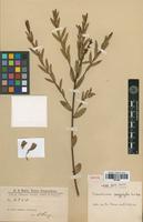Isotype of Sebastiania pachyphylla Pax & K.Hoffm. [family EUPHORBIACEAE]