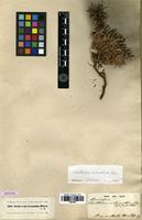 Isotype of Acantholimon melananthum Boiss. [family PLUMBAGINACEAE]