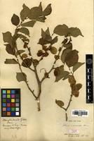 Type? of Ulmus macrocarpa Hance [family ULMACEAE]