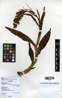 Filed as Dactylorhiza fuchsii (Druce) Soo [family ORCHIDACEAE]