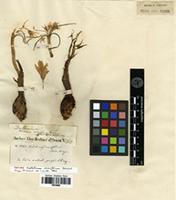 Isotype of Colchicum crocifolium Boiss. [family LILIACEAE]