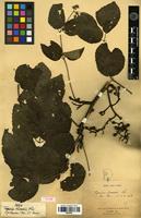 Type of Tapiscia sinensis Oliv. [family STAPHYLEACEAE]