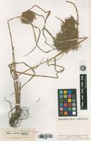 Isotype of Cyperus kappleri Hoscht. ex Steud. [family CYPERACEAE]