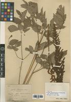 Type of Astilbe chinensis (Maxim.) Franch. & Sav. var. davidii Franch. [family SAXIFRAGACEAE]