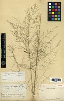Isosyntype of Panicum amoenum Balansa [family POACEAE]