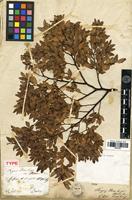 Holotype of Nothofagus dombeyi (Mirb.) Oerst. [family FAGACEAE]
