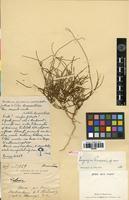 Holotype of Lagrezia perrieri Cavaco [family AMARANTHACEAE]