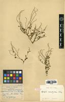 Syntype of Lagrezia minutiflora Schinz [family AMARANTHACEAE]