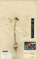 Type? of Ferulopsis hystrix (Bunge) Pimenov [family APIACEAE]