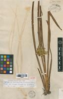 Isotype of Lachnanthes tinctoria (Walter ex J.F.Gmel.) Elliott var. major C.Wright ex Griseb. [family HAEMODORACEAE]
