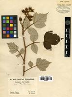 Type of Rubus phoenicolasius Maxim. [family ROSACEAE]