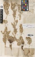 Isotype of Cousinia lepida Bunge [family ASTERACEAE]