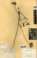 Syntype of Daucus aleppicus J. Thiébaut [family APIACEAE]