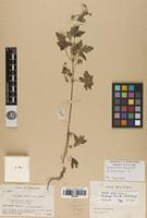 Syntype of Geranium fangii R.Knuth [family GERANIACEAE]