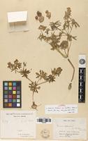 Isolectotype of Geranium tuberosum L. var. charlesii Aitch. & Hemsl. [family GERANIACEAE]