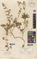 Syntype of Geranium tuberosum L. var. genuinum Boiss. [family GERANIACEAE]