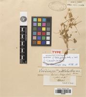 Lectotype of Erodium pulchellum Kar. ex Ledeb. [family GERANIACEAE]