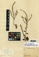 Syntype of Celosia populifolia Moq. [family AMARANTHACEAE]
