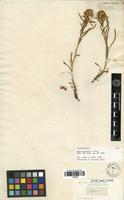 Isolectotype of Aster porteri A. Gray [family ASTERACEAE]
