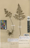 Type? of Pellaea boivinii Hook. [family PTERIDOPHYTA]