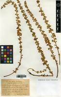 Isolectotype of Clavija domingensis Urb. & Ekman [family PRIMULACEAE]