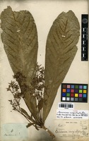 Type of Coussarea megistophylla Standl. [family RUBIACEAE]
