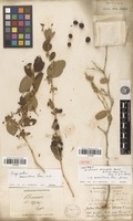Isotype of Ziziphus aucheri Boiss. [family RHAMNACEAE]