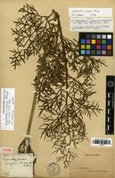 Holotype of Ceratopteris richardii Brongn. [family PTERIDOPHYTA]