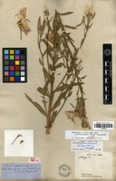 Type? of Oenothera biennis L. var. hirsutissima A. Gray ex S. Watson [family ONAGRACEAE]