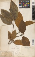 Syntype of Sarcocephalus officinalis Pierre ex Pit. [family RUBIACEAE]