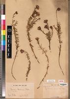 Syntype of Vernonia buchananii Baker [family ASTERACEAE]