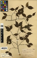 Type? of Photinia parvifolia (E.Pritz.) C.K.Schneid. [family ROSACEAE]