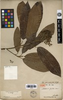 Type of Photinia griffithii Decne. [family ROSACEAE]