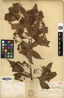 Type of Photinia cavaleriei H.Lév. [family ROSACEAE]