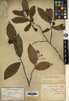 Holotype of Photinia calleryana (Decne.) Cardot var. laosensis Cardot [family ROSACEAE]