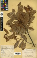 Type? of Photinia benthamiana Hance var. glabrescens Cardot [family ROSACEAE]