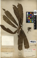 Type of Photinia longifolia Decne. [family ROSACEAE]