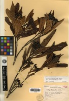 Isotype of Photinia lancilimba J.E.Vidal var. urceolocarpa J.E.Vidal [family ROSACEAE]